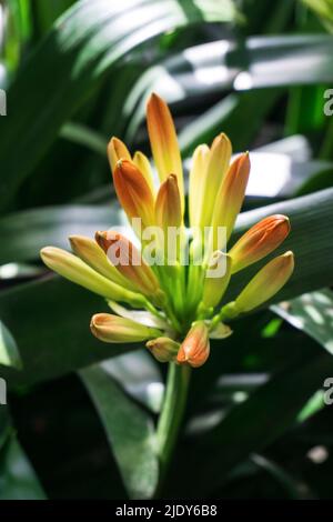 Blütenstand von orangefarbenen clivia-Knospen auf grünem, belaubten Hintergrund Stockfoto