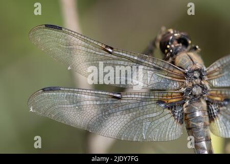 Nahaufnahme und Detailaufnahme einer flachbauchigen Libelle (Libellula depressa), die auf einem Zweig in der Natur thront. Die Flügel sind im Detail zu sehen. Kleines Spinnennetz Stockfoto