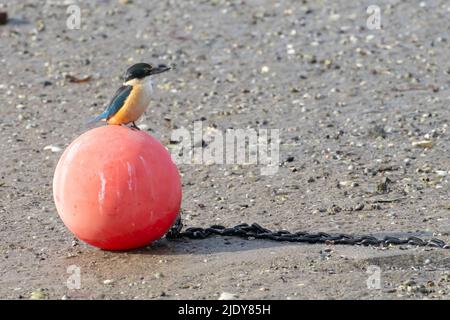 Neuseeländischer Eisvögel auf oranger Boje im Hafen von Tauranga. Stockfoto