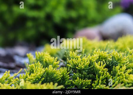 Immergrüne Nadelzweige des Juniperus horizontalis Golden Carpet, schleichender Wacholder vor dem Hintergrund der Rinde Stockfoto