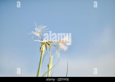 Ein fliegender Dandelion. Ein Dandelion ohne weiße Samen an einem blauen Himmel. Blütenstängel. Stockfoto
