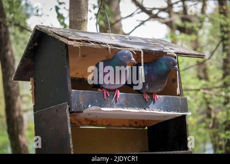 Im Sommer hängt ein Taubenfutterhäuschen in Form eines Holzhauses an einem Baum im Wald. Tauben sitzen auf dem Futterhäuschen. Stockfoto