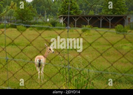 Tortengazelle. Eine weibliche Gazelle steht auf einer Wiese Stockfoto