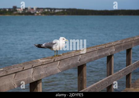 Nahaufnahme einer Möwe, die an einem sonnigen Sommertag auf einem Holzgeländer steht. Stockfoto