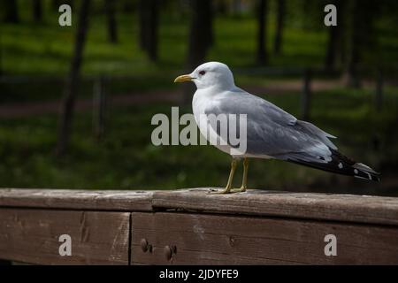 Nahaufnahme einer Möwe, die an einem sonnigen Sommertag auf einem Holzgeländer steht. Stockfoto