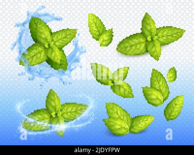 Minze realistisches Design Set aus reifen grünen Blättern auf glitzernden Wassertropfen Hintergrund mit frischen Blüten Vektor-Illustration Stock Vektor