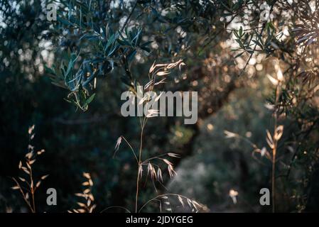 Goldene trockene Haferspiesse mit Hintergrundbeleuchtung und untergehenden Sonnenstrahlen Stockfoto