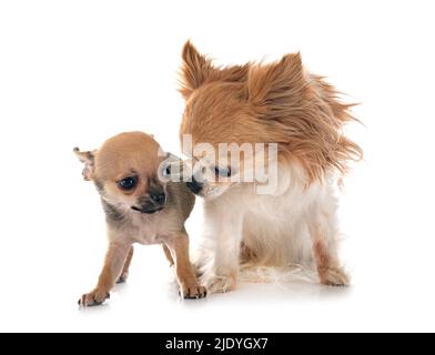 Wenig chihuahuas vor weißem Hintergrund Stockfoto