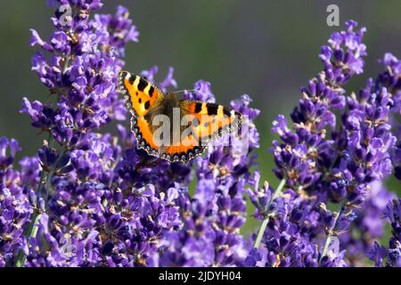 Schmetterling auf Lavendel, kleine Tortoiseshell Schmetterling auf Blume Aglais urticae Blaue Lavendel Stockfoto