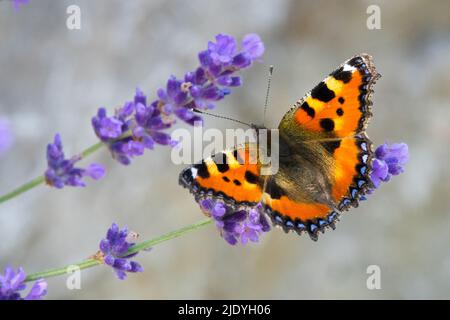 Schmetterling auf Blüte, kleiner Tortoiseshell Schmetterling, Nymphalis urticae, Schmetterling auf Lavendel, Aglais urticae auf Lavandula Stockfoto