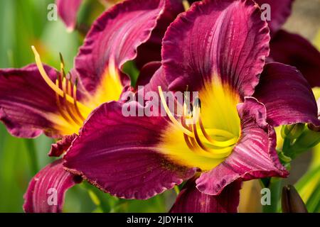 Schöne Taglilien Blumen Taglilie Hemerocallis 'Bela Lugosi' dunkelviolette Blüten, frühe Sommer-Juni-Blüte Stockfoto