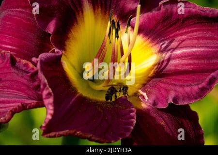 Biene in Blüte Daylily Hemerocallis Stockfoto