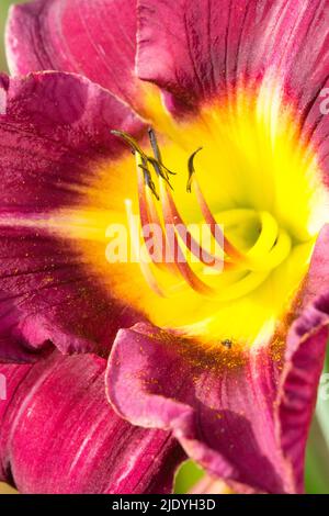 Lila gelbe Blume, Close Up Daylilienblume Hemerocallis Staubgefäße Stockfoto