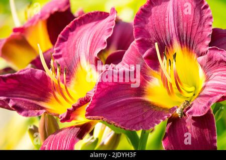 Schöne Blüten von Daylily Hemerocallis 'Bela Lugosi' Mauve blüht Stockfoto