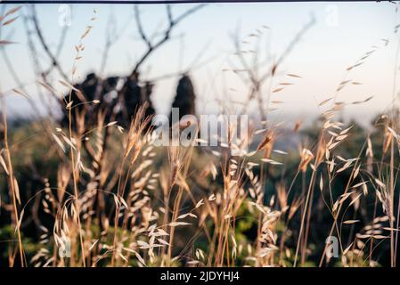 Goldene trockene Haferspiesse mit Hintergrundbeleuchtung und untergehenden Sonnenstrahlen Stockfoto