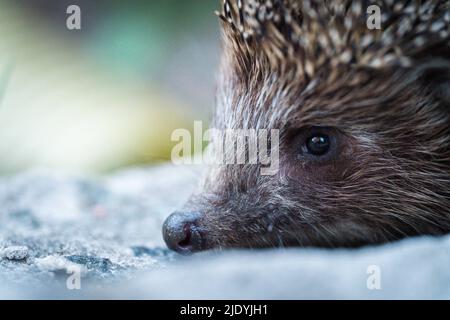 Nahaufnahme kleiner Igel im Hausgarten Stockfoto