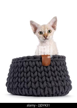 Chocolate tabby blotched tonkinese spitz Langhaar LaPerm Katze Kätzchen, sitzt in einem grauen Strickkorb. Blick auf die Kamera. Isoliert auf einem weißen b Stockfoto