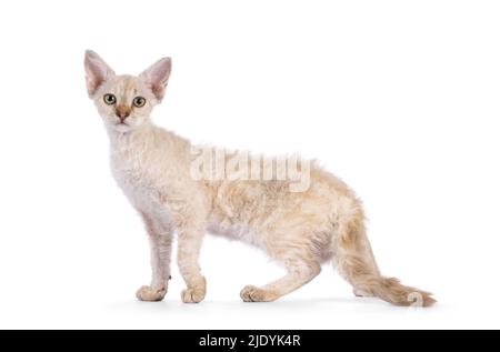 Chocolate tabby blotched tonkinese spitz Langhaar LaPerm Katze Kätzchen, stehende Seitenwege mit blotched Muster. Blick auf die Kamera. Isoliert auf einem w Stockfoto