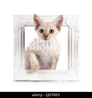Chocolate tabby blotched tonkinese spitz Langhaar LaPerm Katze Kätzchen, stehend durch leeren Bilderrahmen. Blick auf die Kamera. Isoliert auf einer weißen BA Stockfoto