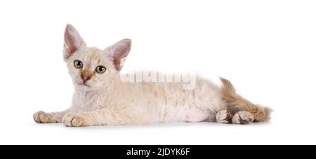 Chocolate tabby blotched tonkinese spitz Langhaar LaPerm Katze Kätzchen, legte sich nach Seiten Wege. Blick auf die Kamera. Isoliert auf weißem Hintergrund. Stockfoto