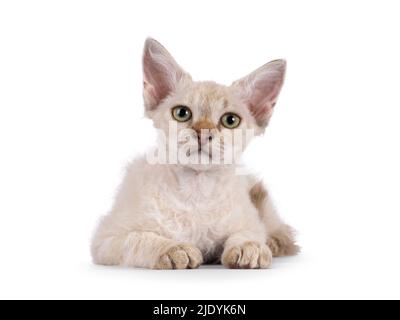 Chocolate tabby blotched tonkinese spitz Langhaar LaPerm Katze Kätzchen, nach vorne liegend. Blick auf die Kamera. Isoliert auf weißem Hintergrund. Stockfoto