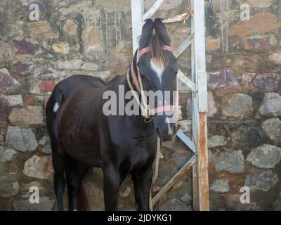 Pferd in stehender Position. Stockfoto