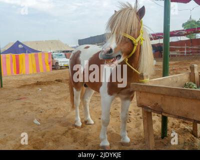 Pferd in stehender Position. Stockfoto