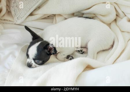 Chihuahua Welpe, 3 Monate alt Stockfoto