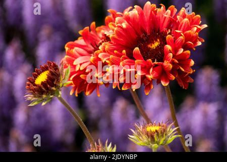 Rot, Gaillardia 'Red Sun', Beautiful, Flowering, Gaillardias, Decke Blume, Gaillardia, Blume, Hardy, rote Blumen im Garten Stockfoto