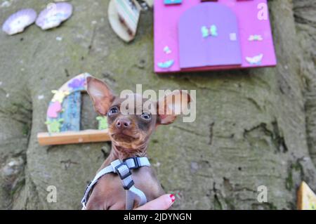 Russischer Spielzeug-Terrier in natürlicher Umgebung Stockfoto