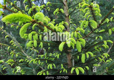 Green Pine Tree Stockfoto