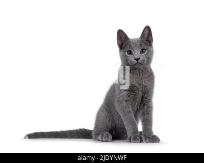 True typed Russian Blue Katze Kätzchen, sitzen Seite Wege. Mit grünen Augen direkt auf die Kamera schauen. Isoliert auf weißem Hintergrund. Stockfoto