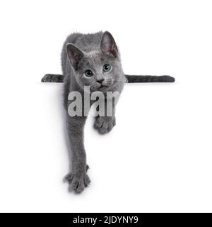 Echt getippte russische blaue Katze Kätzchen, hängend über Kante nach vorne. Mit grünen Augen direkt auf die Kamera schauen. Isoliert auf weißem Hintergrund. Stockfoto