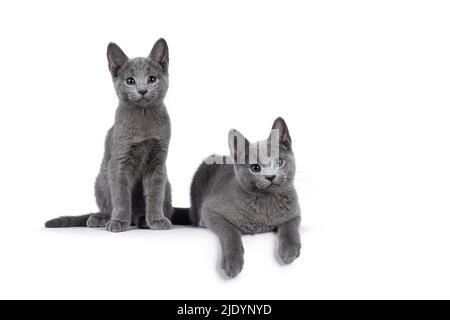 Hervorragend getippte, russische, blaue Katze, die sich auf dem Rand aufsetzt und sich hinlegt. Mit grünen Augen direkt auf die Kamera schauen. Isoliert auf weißem Hintergrund Stockfoto