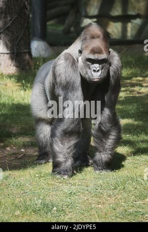 Gorilla, silberner Rücken. Der pflanzenfressende Großaffen ist beeindruckend und stark. Gefährdete Arten. Tierfoto in der Natur Stockfoto