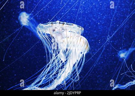 Im Aquarium schwimmende Quallen isoliert dargestellt. Lange Tentakeln. Meerestier, Wirbellose. Tierfoto aus dem Salzwasser Stockfoto