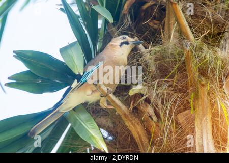 Mockingjay Vogel auf einer Palme an einem Sommertag Stockfoto