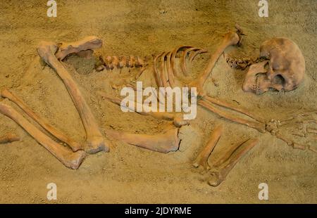 BOLJETIN, SERBIEN - 3. SEPTEMBER 2021: Skelettreste aus dem Museum von Lepenski Vir in Serbien. Lepenski Vir ist die älteste geplante Siedlung in Europa. Stockfoto