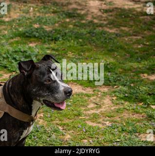 Hauptportrait eines schwarzen amerikanischen Pitbull Terrier Stockfoto