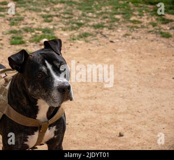 Hauptportrait eines schwarzen amerikanischen Pitbull Terrier Stockfoto