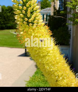 Eremurus stenophyllus Schmalblättrige Seerose mit einer Biene Stockfoto