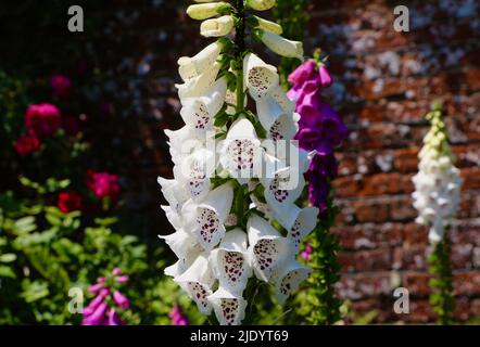 Digitalis purpurea weiß Foxglove blühende Pflanze im Sonnenlicht Stockfoto