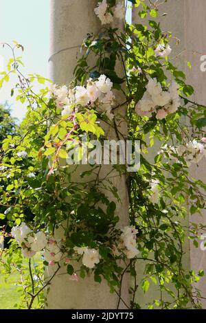 Kletterrosen um eine Säule Polesden Lacey Dorking Surrey England UK Stockfoto