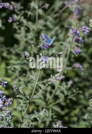 Nahaufnahme eines Blauen Schmetterlings, Polyommatus icarus, auf violetten Blüten von Catmint, Nepeta x faassenii. Eine winterharte Pflanze. Stockfoto