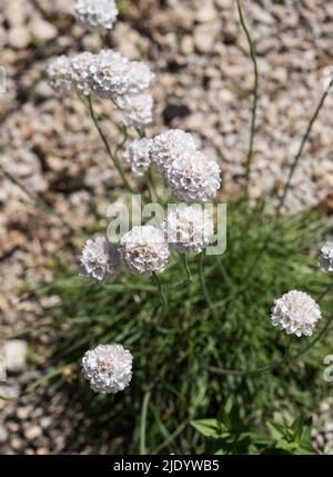 Nahaufnahme des Thrints des Weißen Meeres - Armeria maritima 'Alba' AKA Sea Gilliflower, Kissenrose, Klippenrose, Thrift 'Alba', Lady's Pincushion. Mattenbildung. Stockfoto