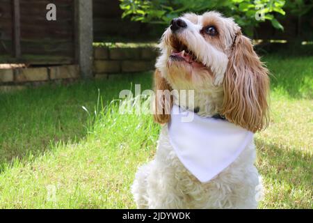 Dog Bandana Mock Up – Foto Mit Hundetrack Im Stil Von Dog Pet Lätzchen Stockfoto