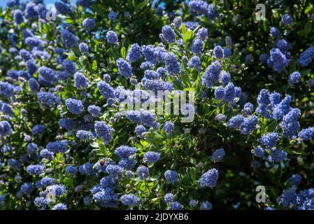 Nahaufnahme des blauen Ceanothus - amerikanische Flieder, im Frühsommer. Stockfoto