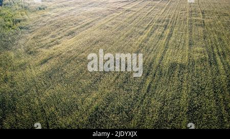 goldenes und grünes Weizenfeld als weiche Decke an einem sonnigen Tag. Hochwertige Fotos Stockfoto