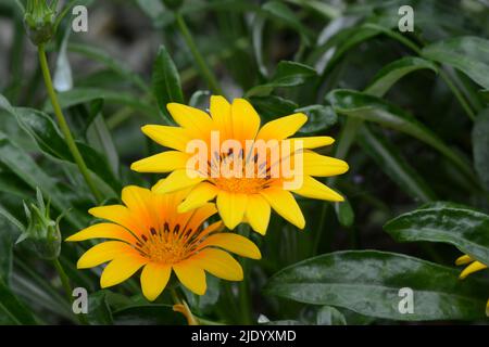 Gazania Tagesanbruch Helles Orange Schatzblume orange-gelbe Gänseblümchen-ähnliche Blume Stockfoto