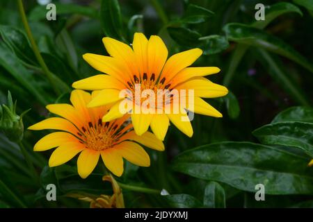 Gazania Tagesanbruch Helles Orange Schatzblume orange-gelbe Gänseblümchen-ähnliche Blume Stockfoto